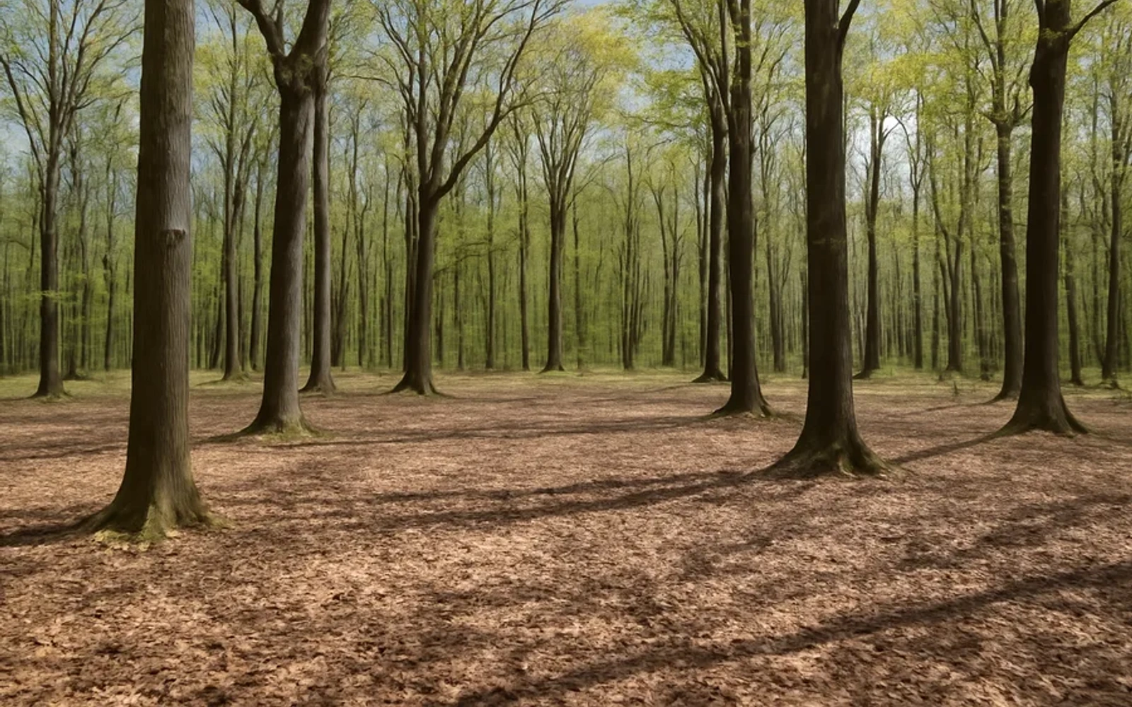 Wooded land in Rochester